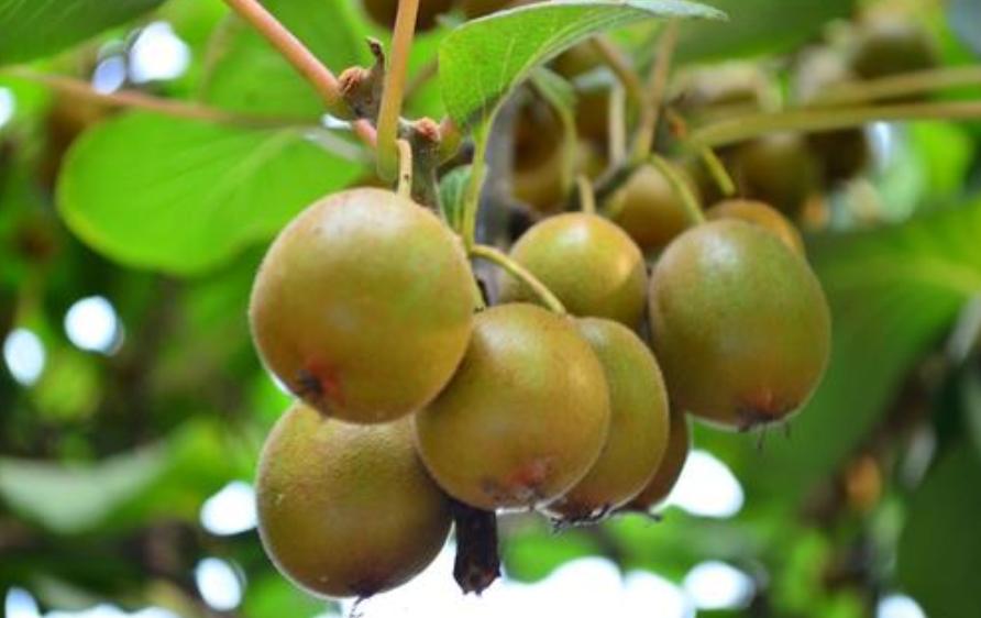 7月份猕猴桃果园管理技术要点,七月份猕猴桃田间管理