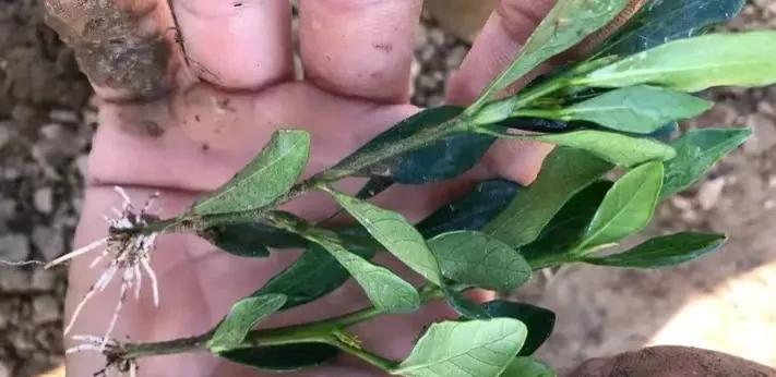 扦插生根水泡多长时间合适,冬天怎样扦插生根最快