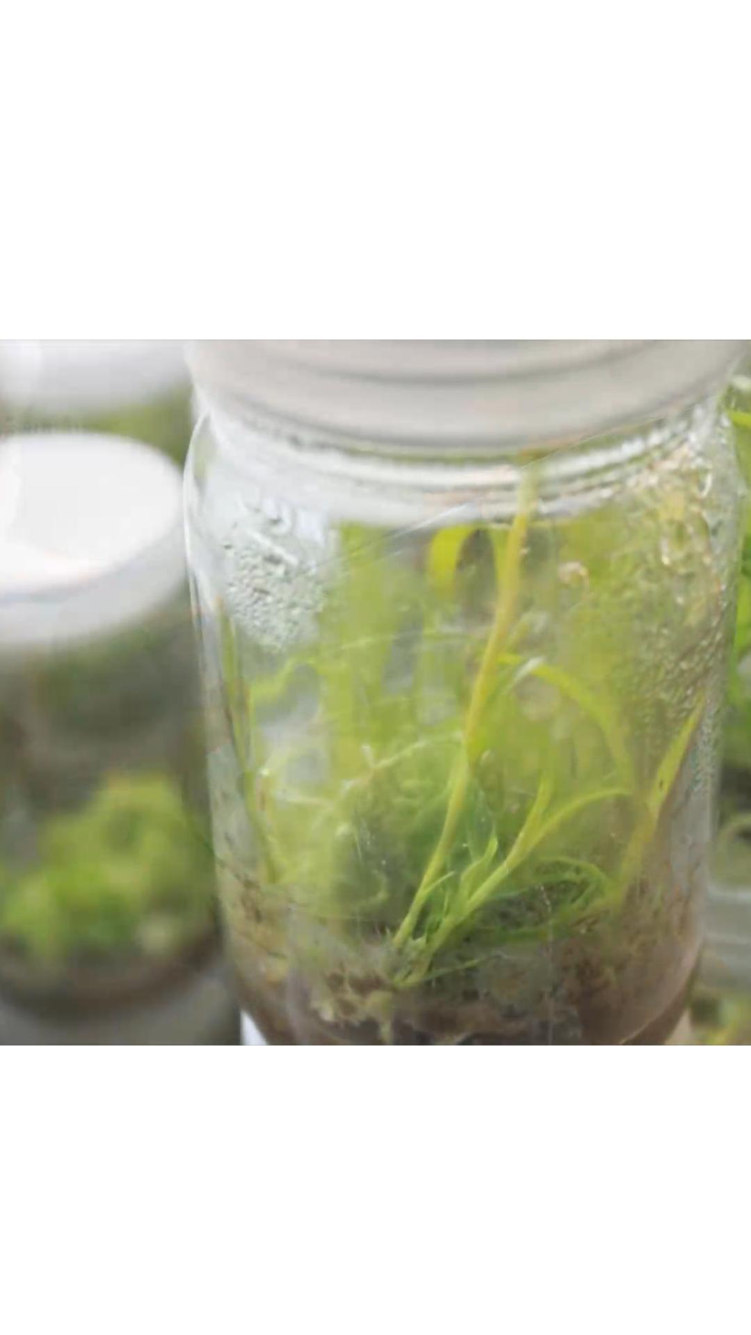 什么竹子适合种植在庭院,关于竹子种植的几种方法