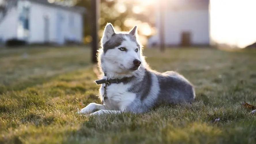 母女俩下腹瘙痒，医生用镊子夹出阴虱！原来阴虱有这4个传播途径