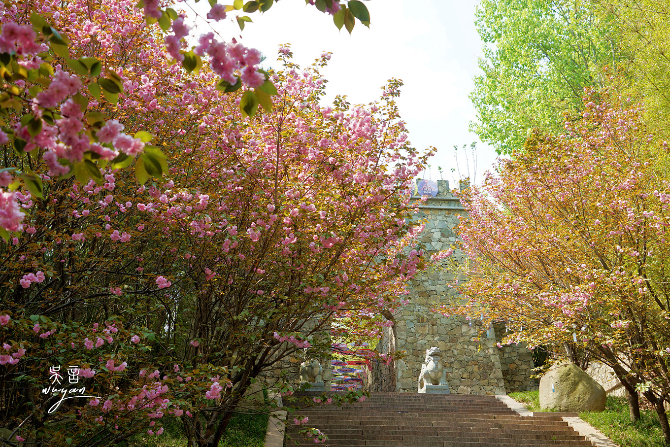 武汉看樱花半日游,武汉看樱花一日游