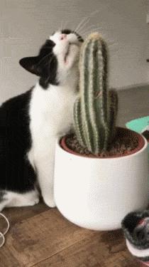 最不建议养的10种猫,最不建议养的5种猫