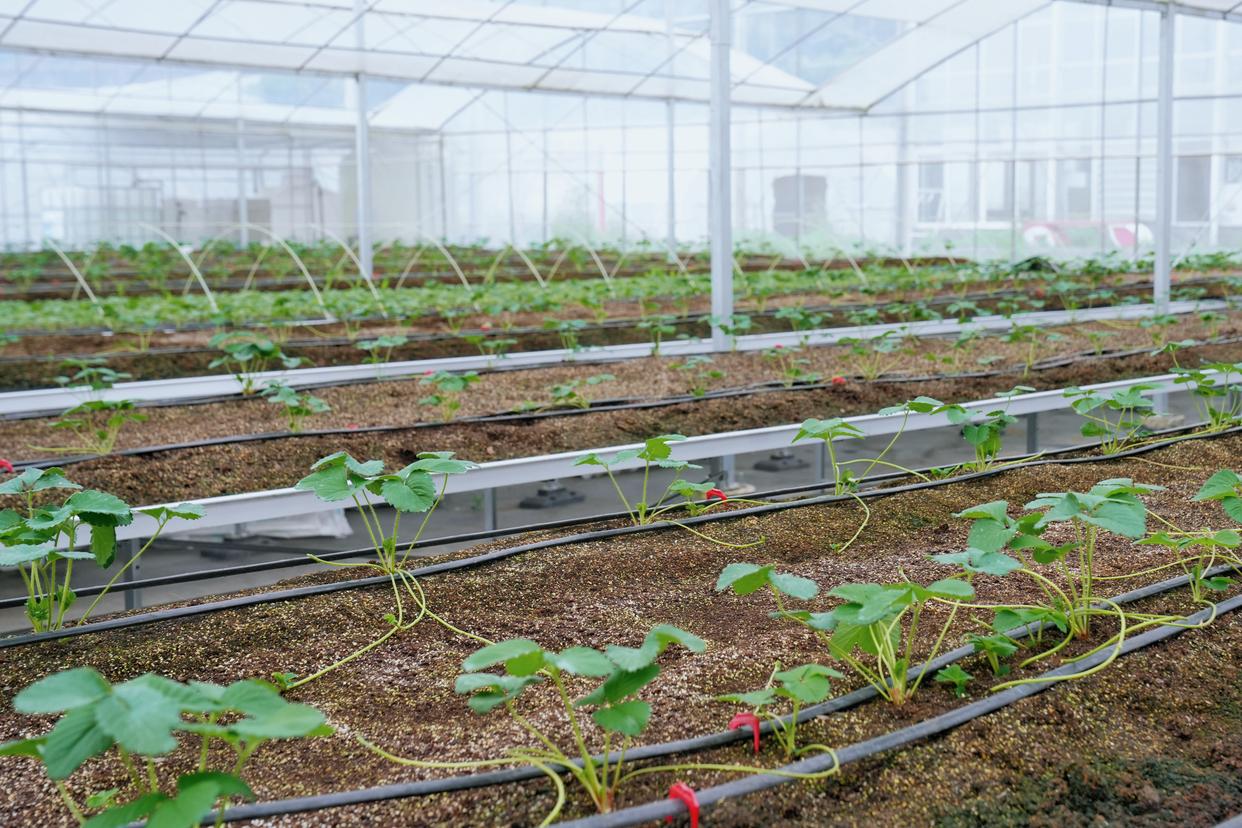 建德刀笃菜,倒笃菜是建德非遗吗