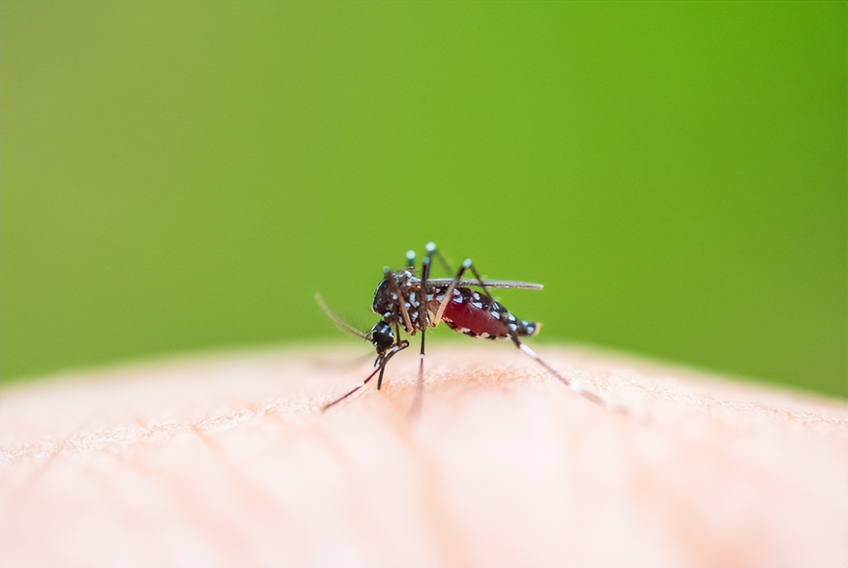 被叮了一口手上肿了个大包,被叮了一下肿了个大包