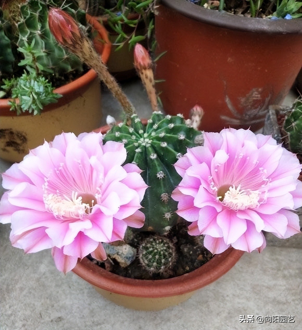 仙人球可以太阳晒吗,仙人球刚买回家要浇水吗