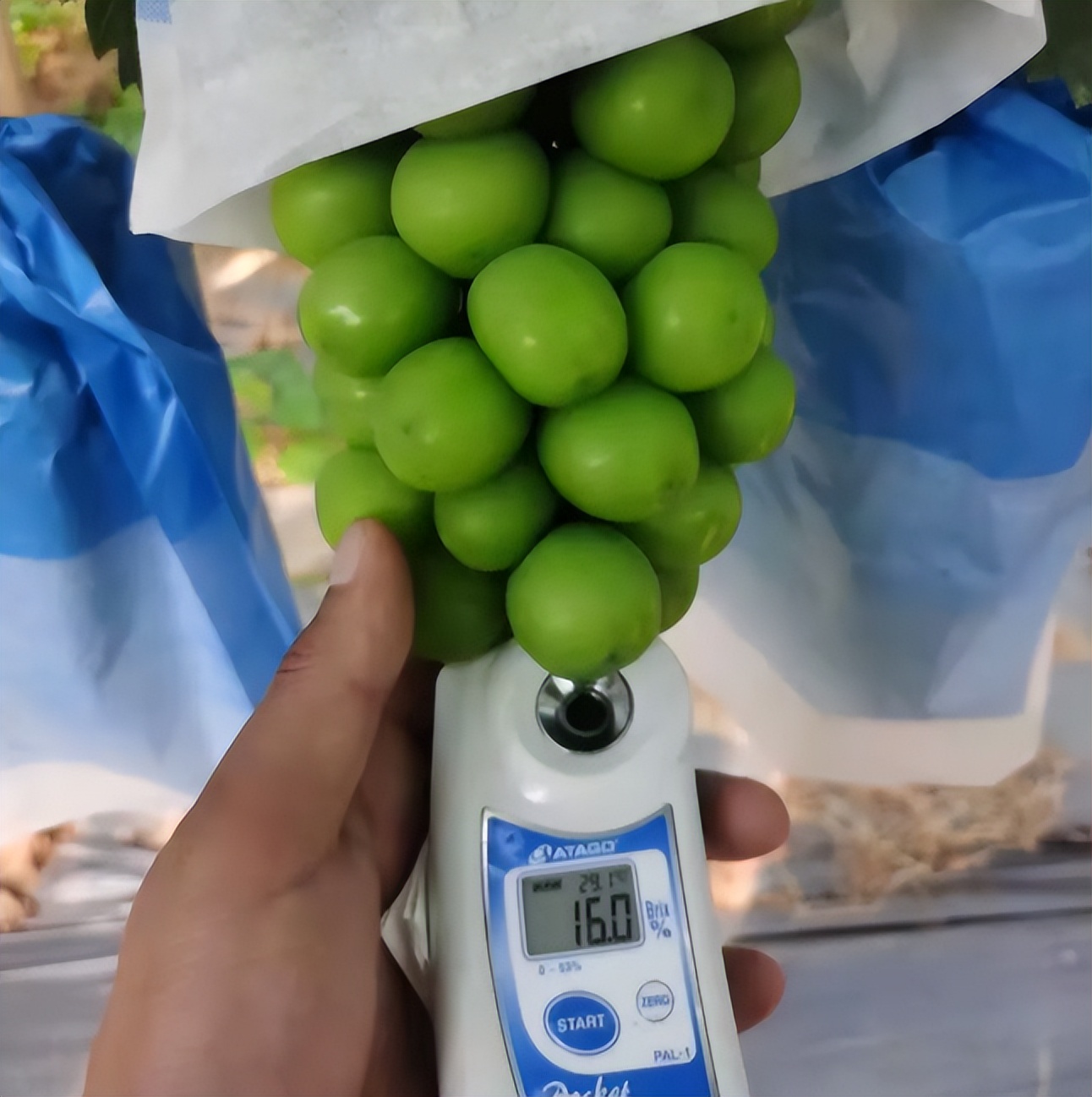 种植阳光玫瑰一年利润多少,阳光玫瑰40亩卖700多万