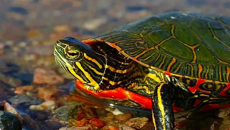 锦龟种类及图片大全,锦龟每个品种图片