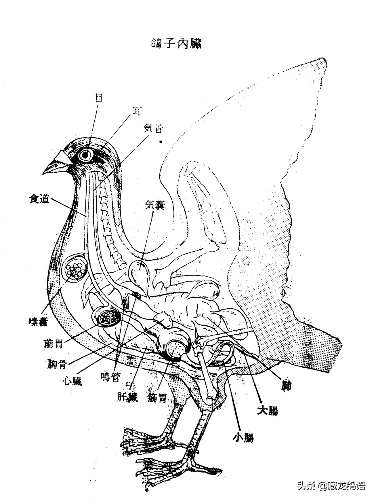 鸽子消化系统不行怎么弄,鸽子消化能力很强的原因