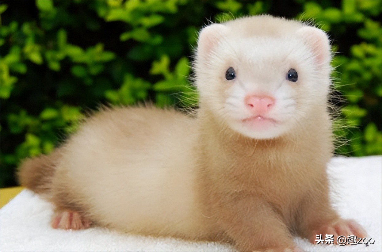 安格鲁貂多大开始养认主人,安格鲁貂多久能和主人熟悉