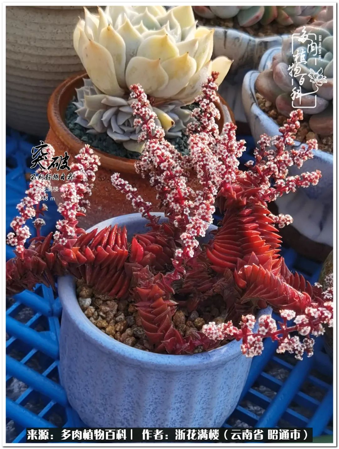 奔跑吧跑步,奔跑吧多肉盆栽