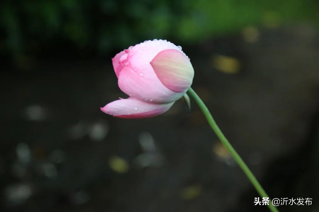 中国传统十二个月的别称,十二个月份的古代雅称