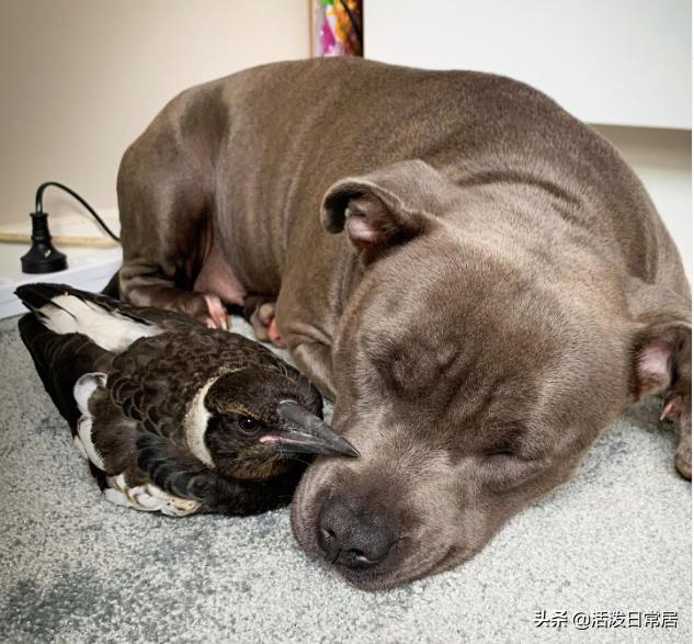 狗跟喜鹊待久了竟开始假孕分泌乳汁鸟：我把你当朋友你却想当我妈