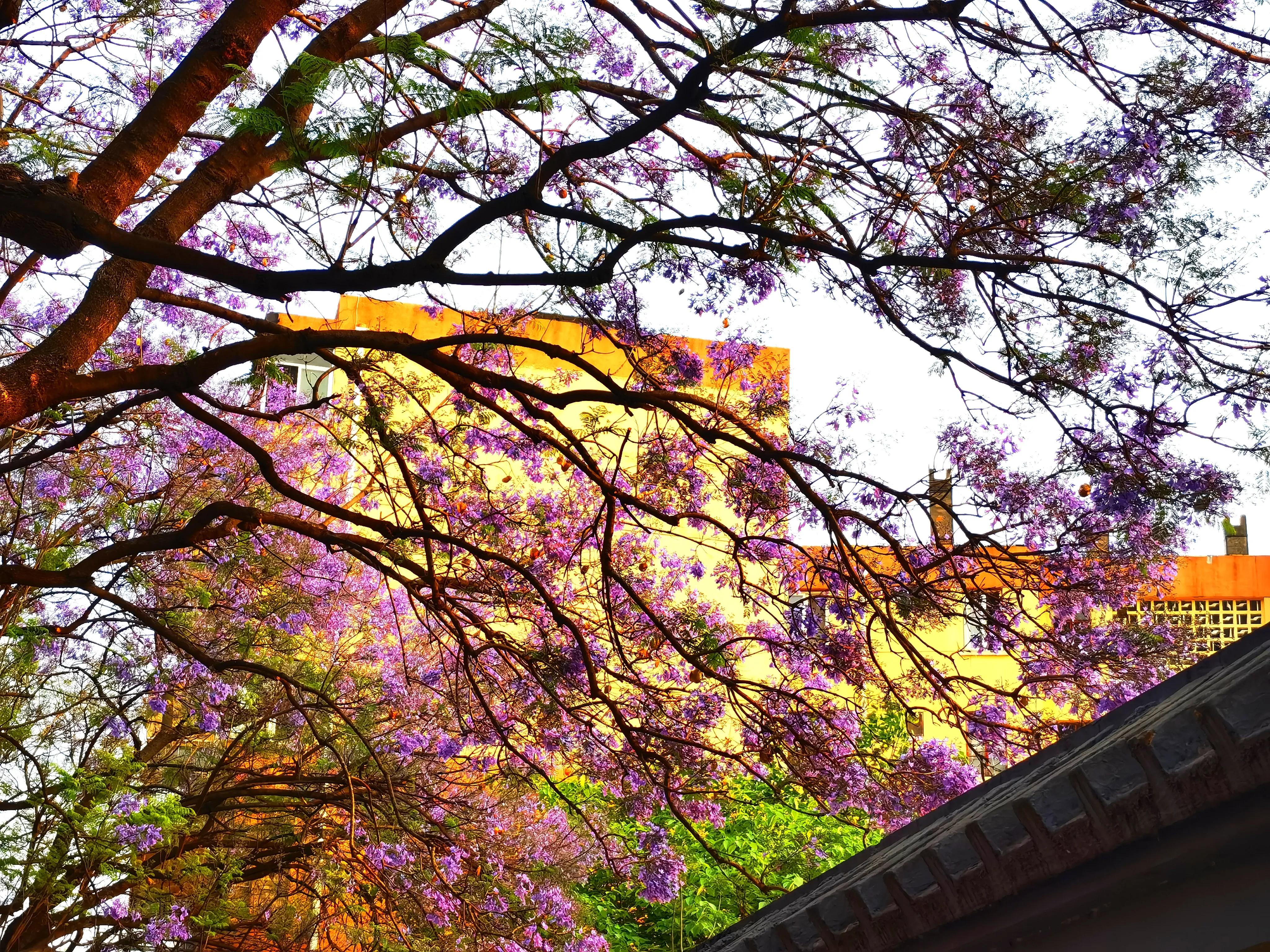 春城无处不飞花的昆明,四季如春的春城无处不飞花