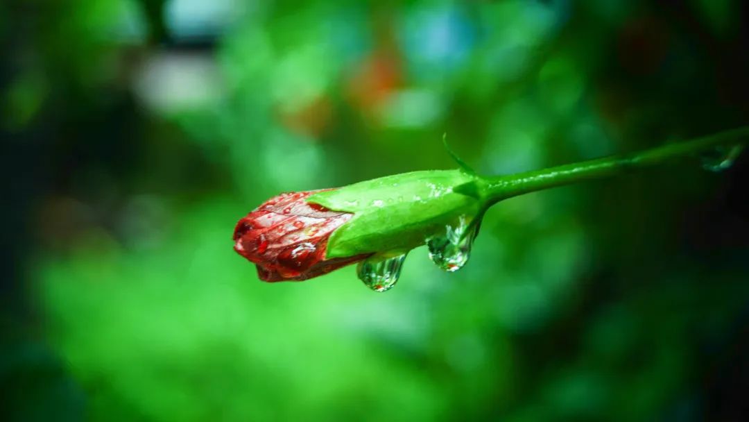 适合端午节发的图片和句子,端午节早安语录正能量图片大全