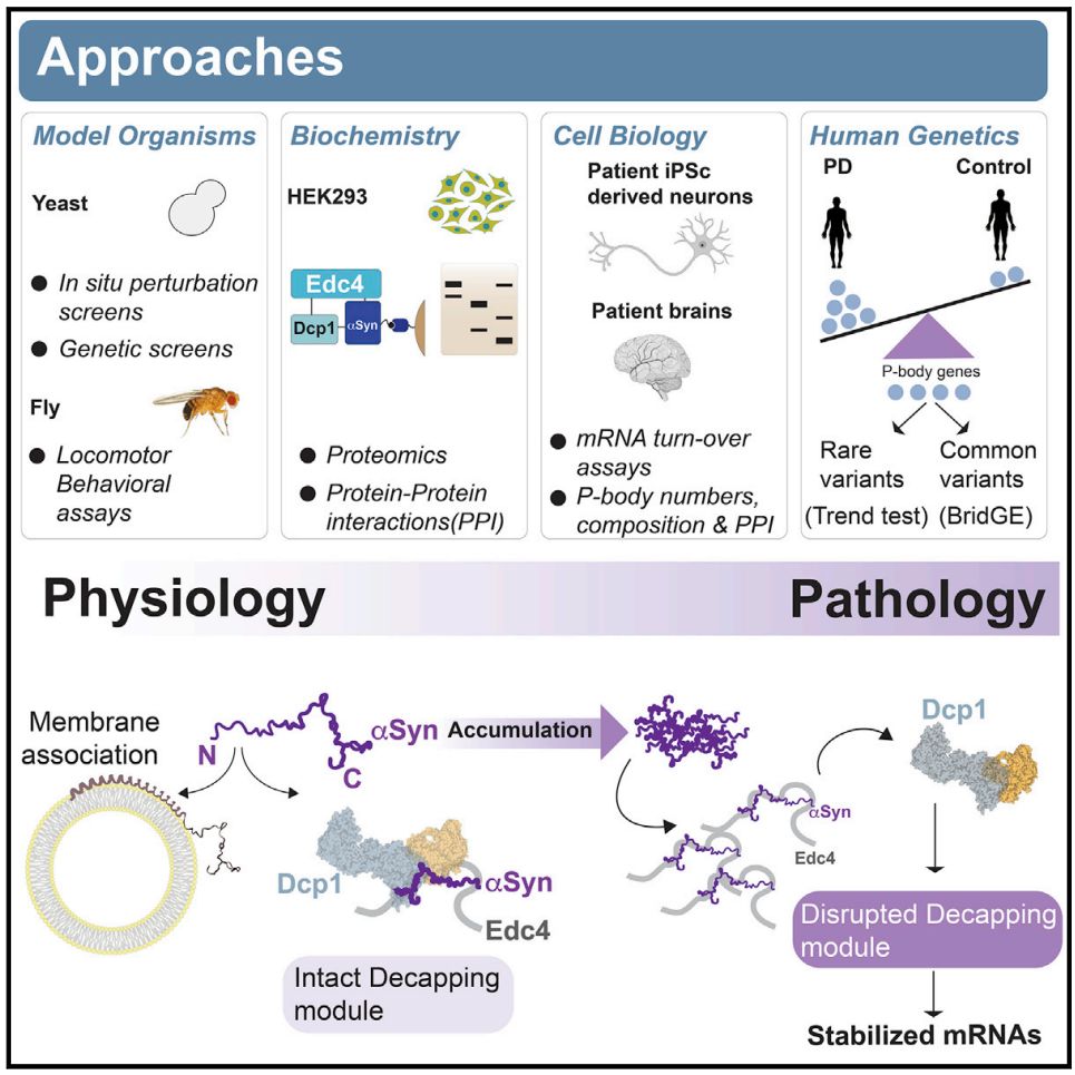 世界帕金森病日第28个主题,世界帕金森病日完整版