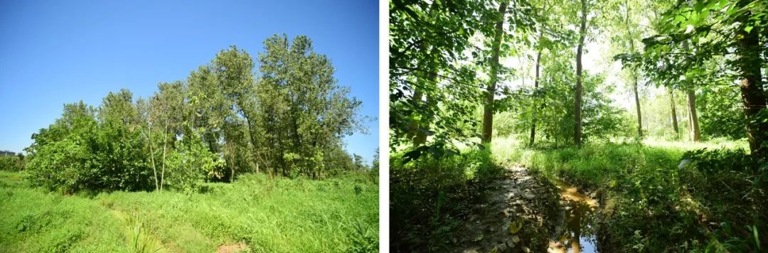 85后小伙，3年在上海造17000㎡荒野植物园