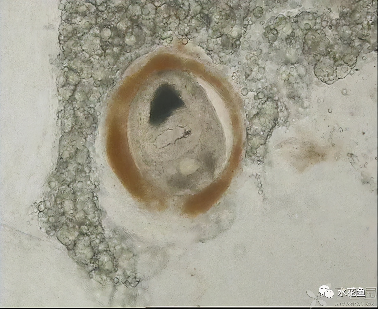 鱼眼睛白内障,鱼眼睛疾病