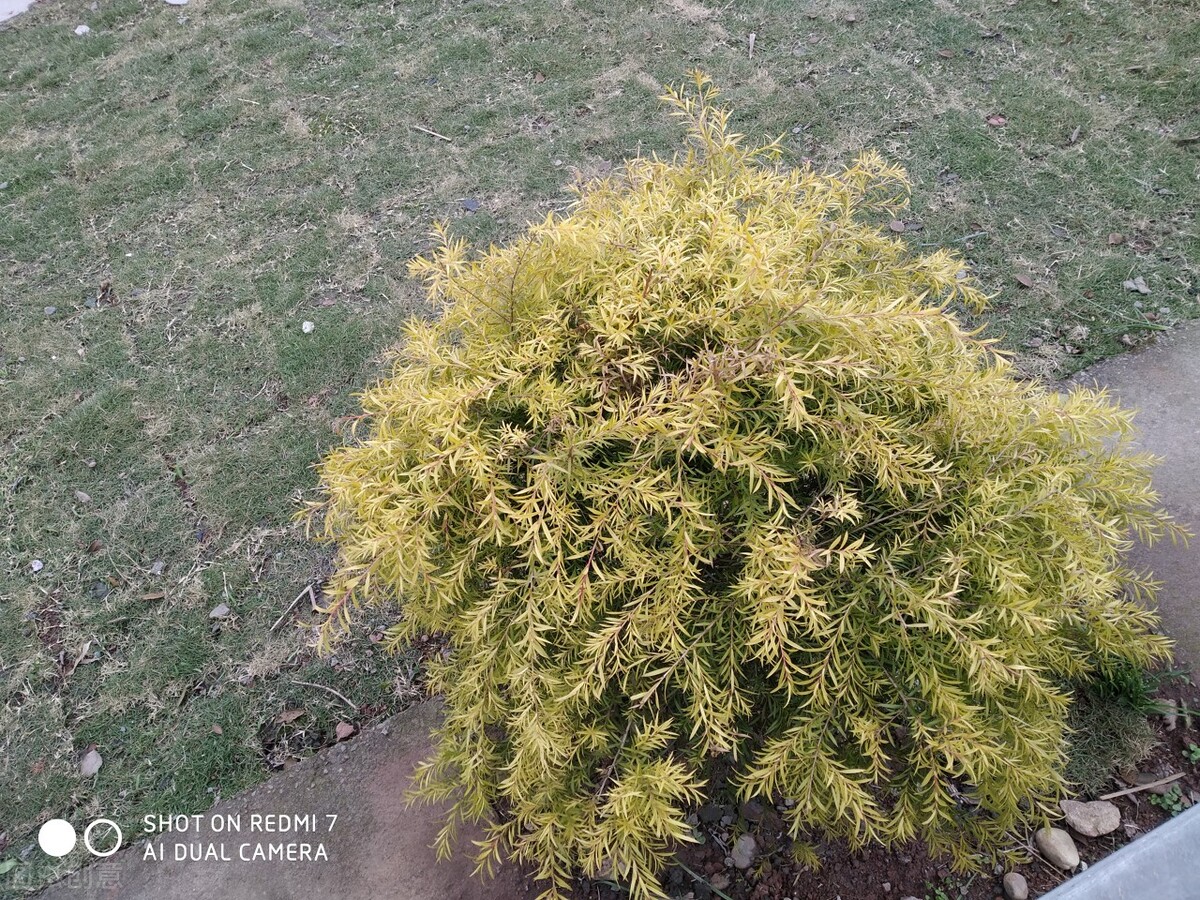 离离原上草一岁一枯荣的翻译,离离原上草一岁一枯荣诗句的意思