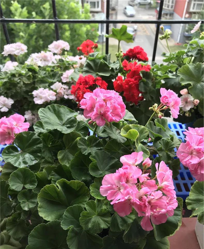 为什么说养花的尽头是天竺葵,天竺葵养花经验