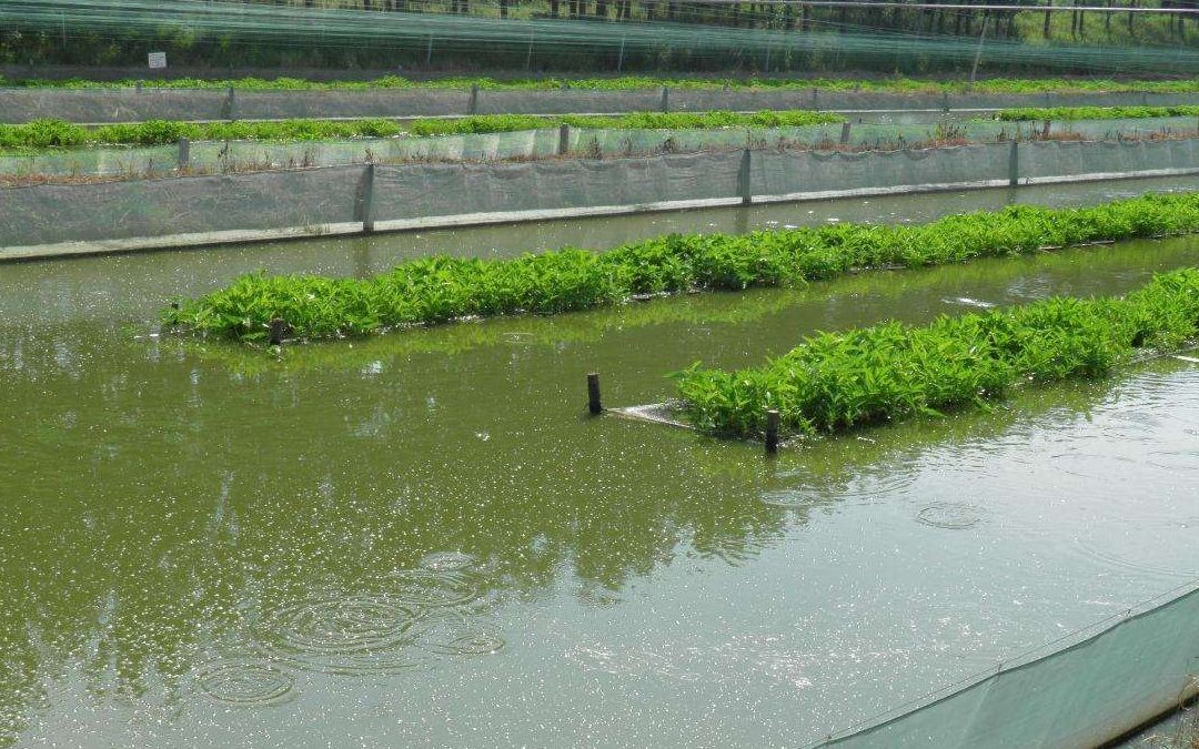 泥鳅养殖病害防治方案,养殖泥鳅易出现的病害