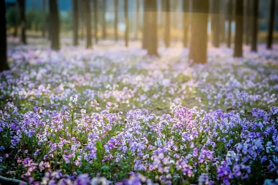 清明北京周边一日游景点推荐,清明节去哪里旅游比较好玩呢北京