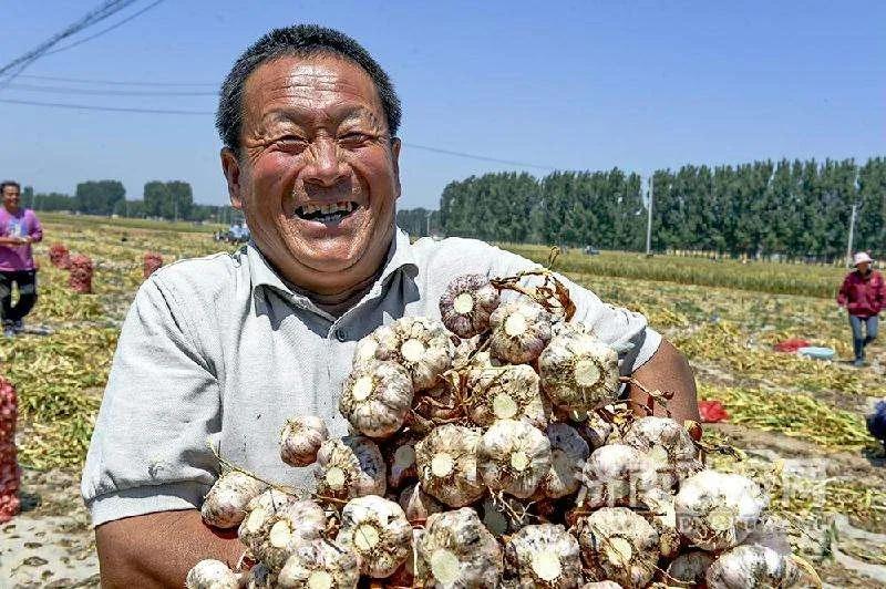 大蒜天然抗生素健康守护神,大蒜最佳高产药