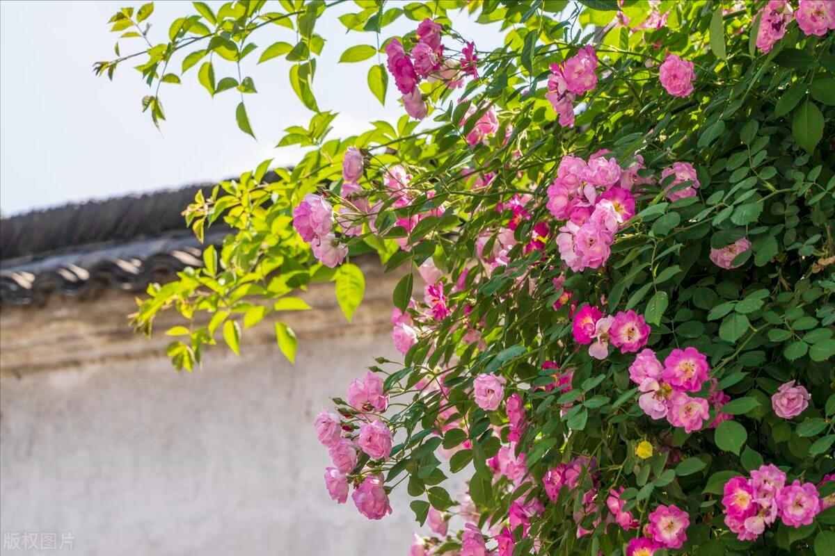 蔷薇叶子干枯了怎么补救,蔷薇叶子发黄是什么原因