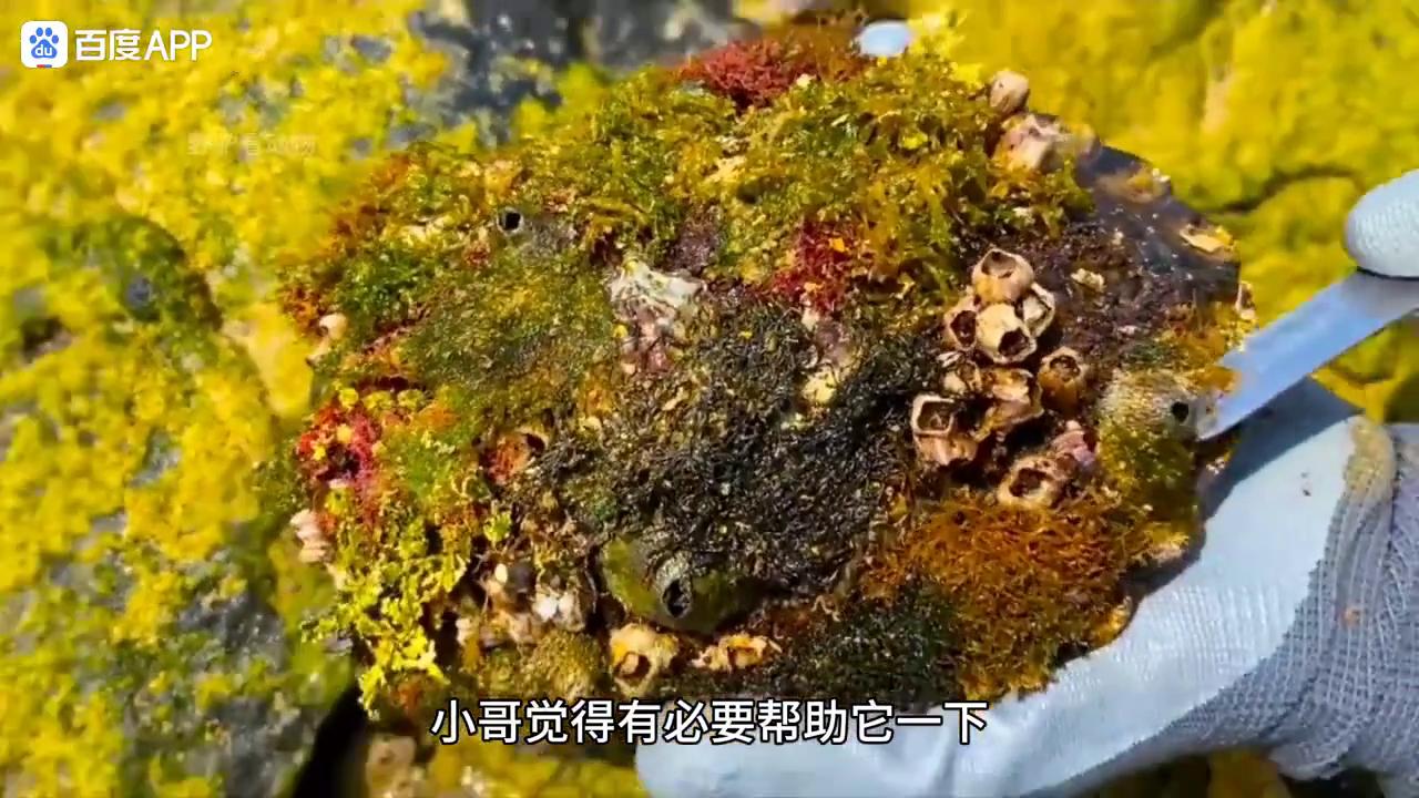 清理乌龟身上的藤壶全过程,乌龟身上藤壶对乌龟有伤害吗