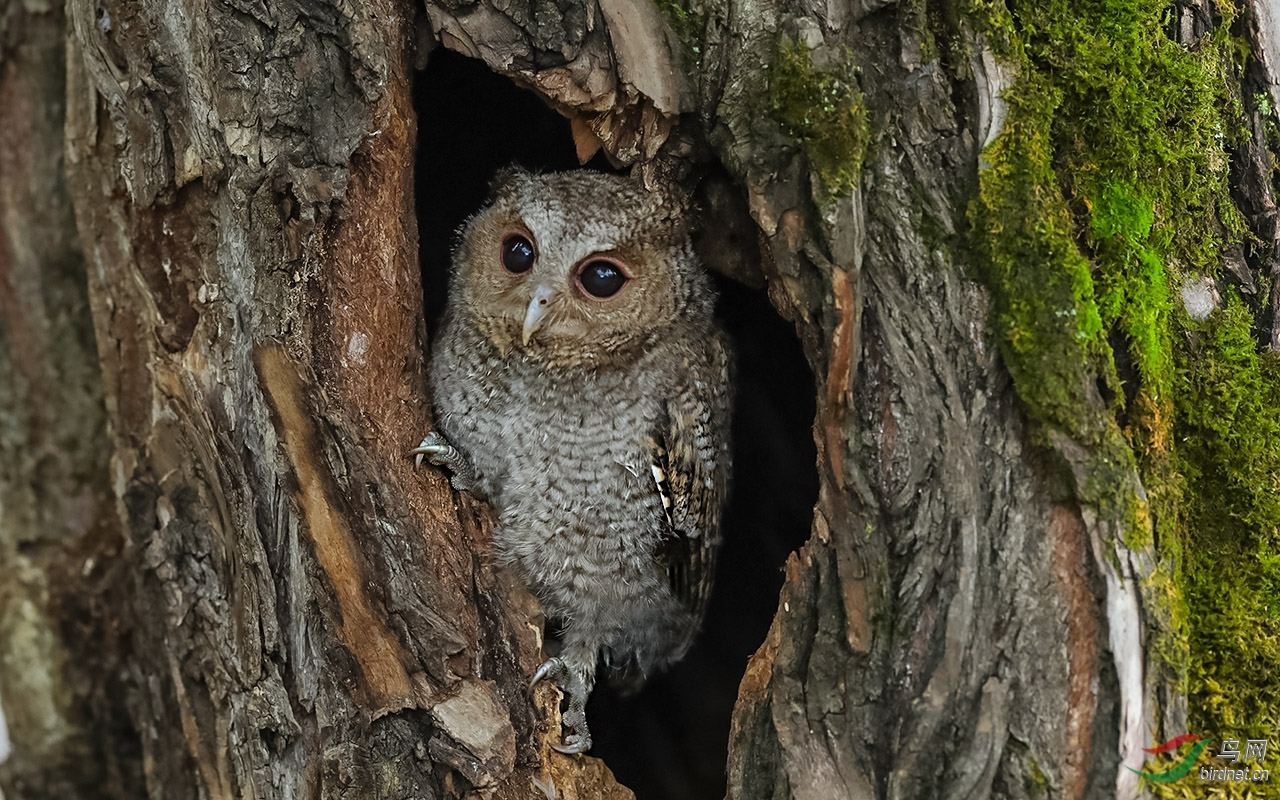 雷击木法器都有哪些,雷击木法器形成条件