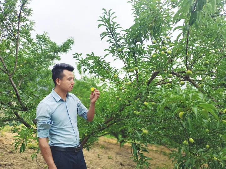 农民山区种植创业致富,农村小伙回乡创业种果树