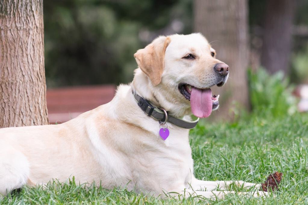 路上通常捡到的小奶狗是哪种狗,遇到这几种狗千万要抱回家