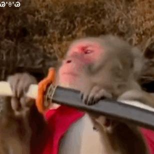 小狗给小狗撑伞表情包,小狗洗澡可爱超萌表情包