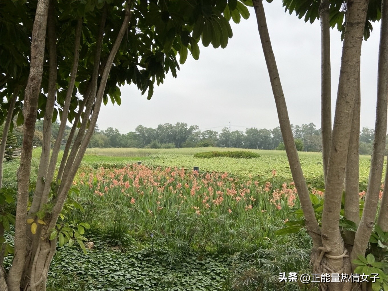 观澜版画村是几大客家古村落之一,观澜版画村是十大客家古村之一