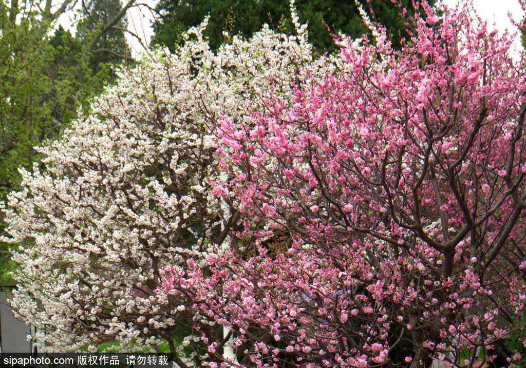 北京梅花去哪个公园看,国内十大赏梅花圣地