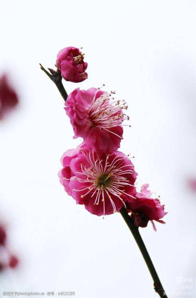 无端却被梅花恼特地吹香破梦魂,无端却被梅花恼