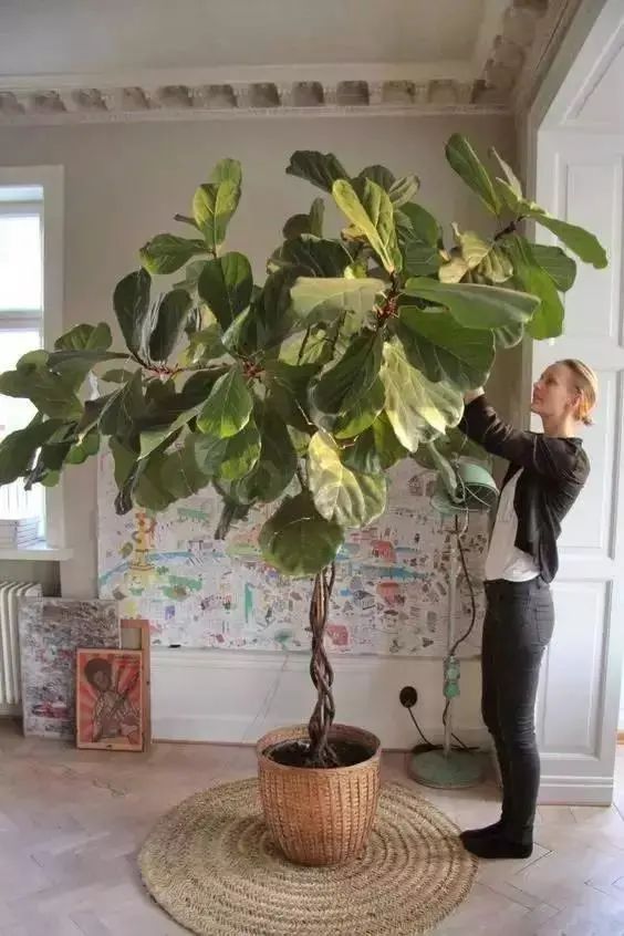 家里好养的绿植最新最流行的,家里好养的绿植推荐