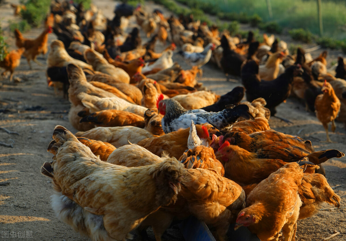 教你如何挑出下蛋多，蛋壳好的高产鸡