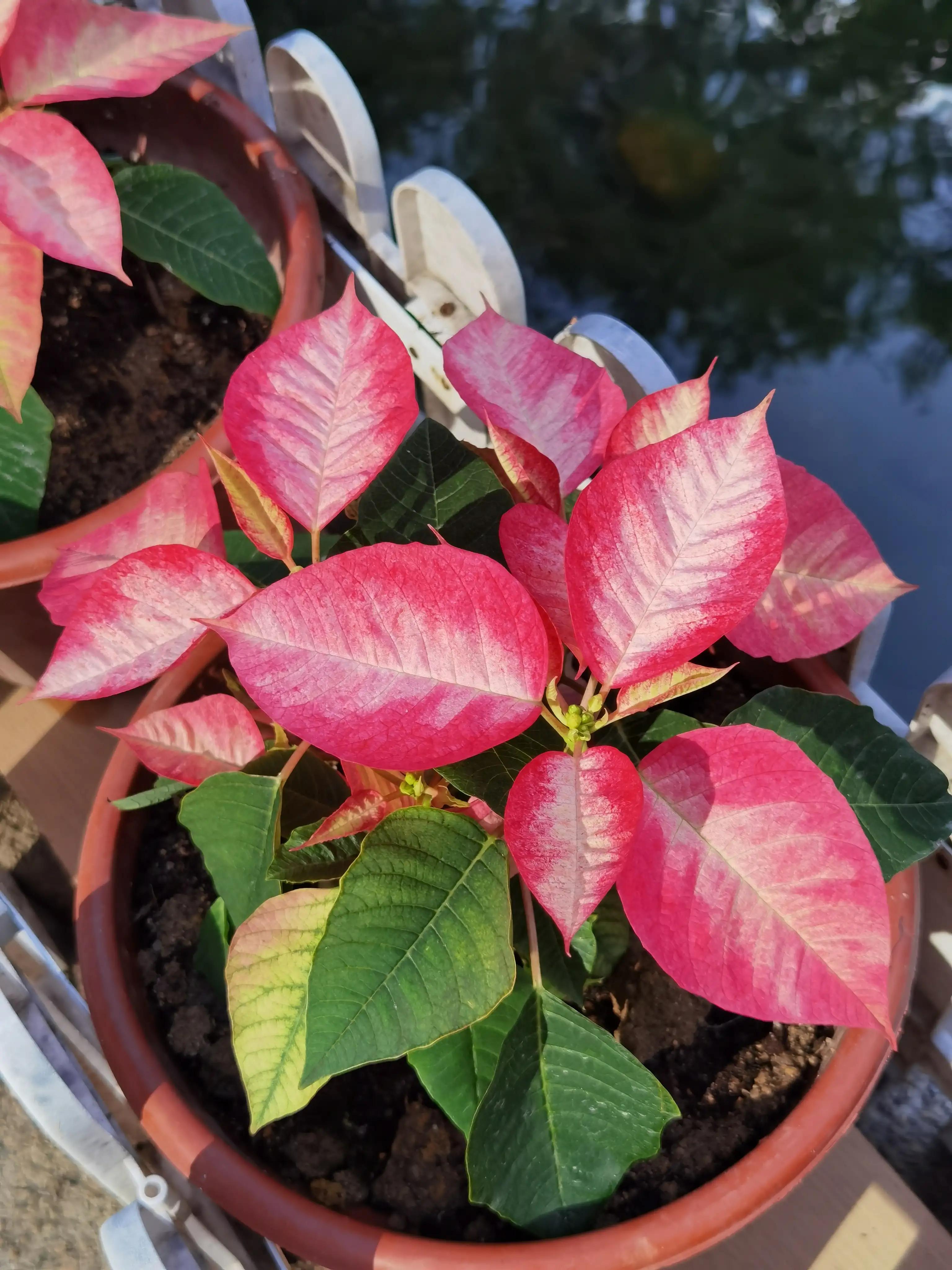 香港的城市空间布局,香港的城市屋