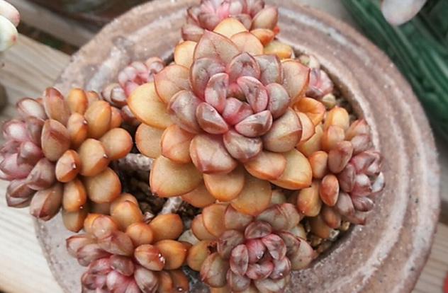 十二卷多肉的品种图鉴,100种多肉植物图片大全