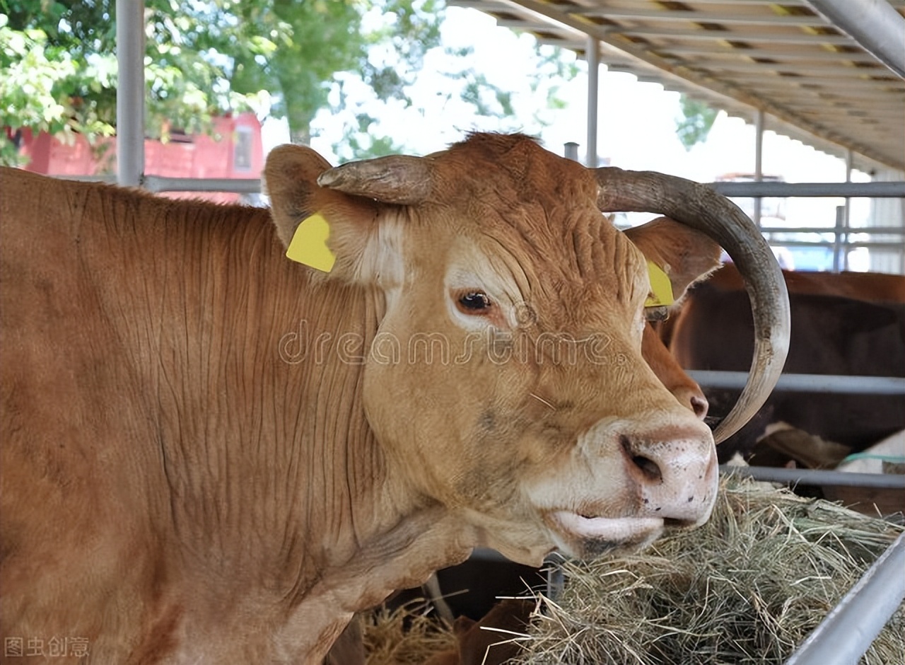 短文介绍了牛的哪些特点,说明文写一写牛的外形特点