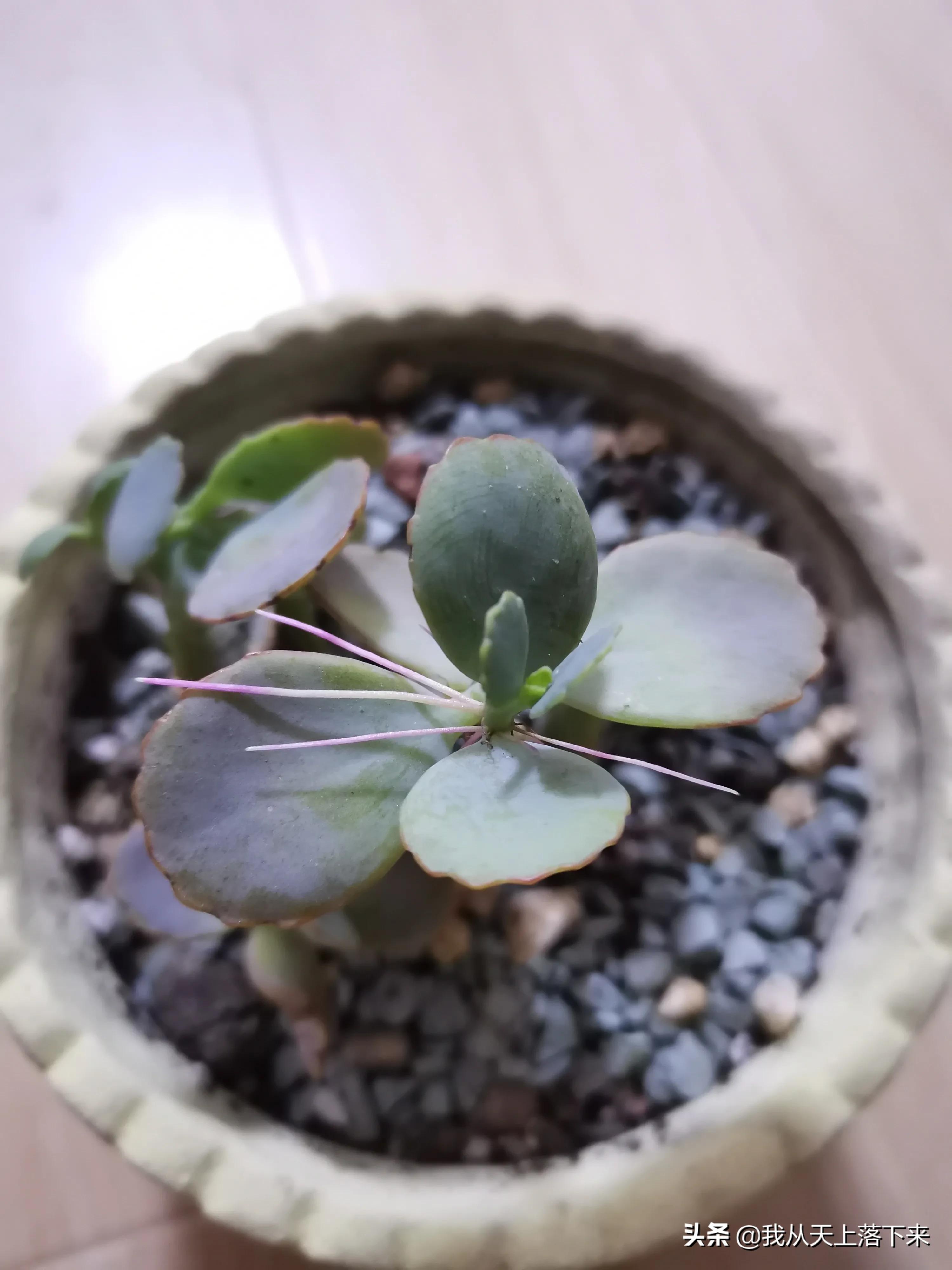 多肉品种及图片大全欣赏,多肉品种辨别图片大全欣赏