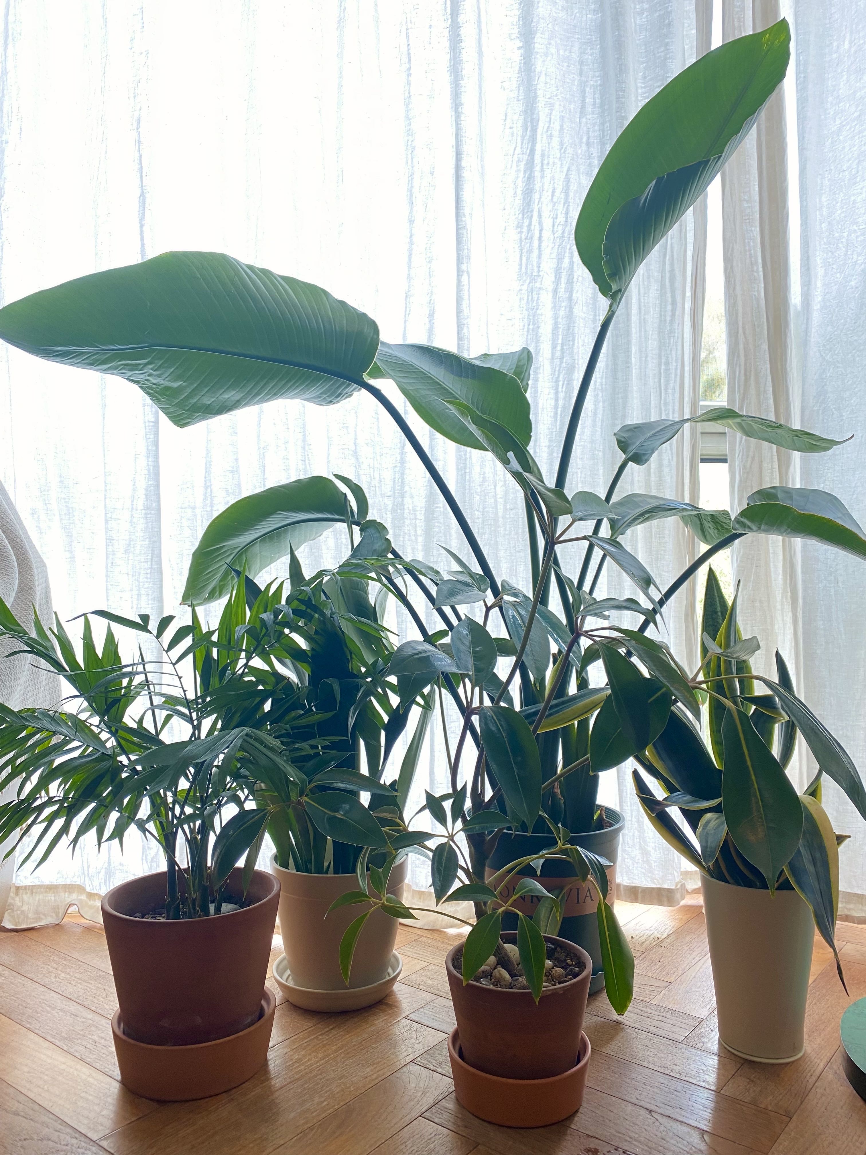 进阶为植物养殖高手必养的植物,20年种植经验告诉你多肉这样养