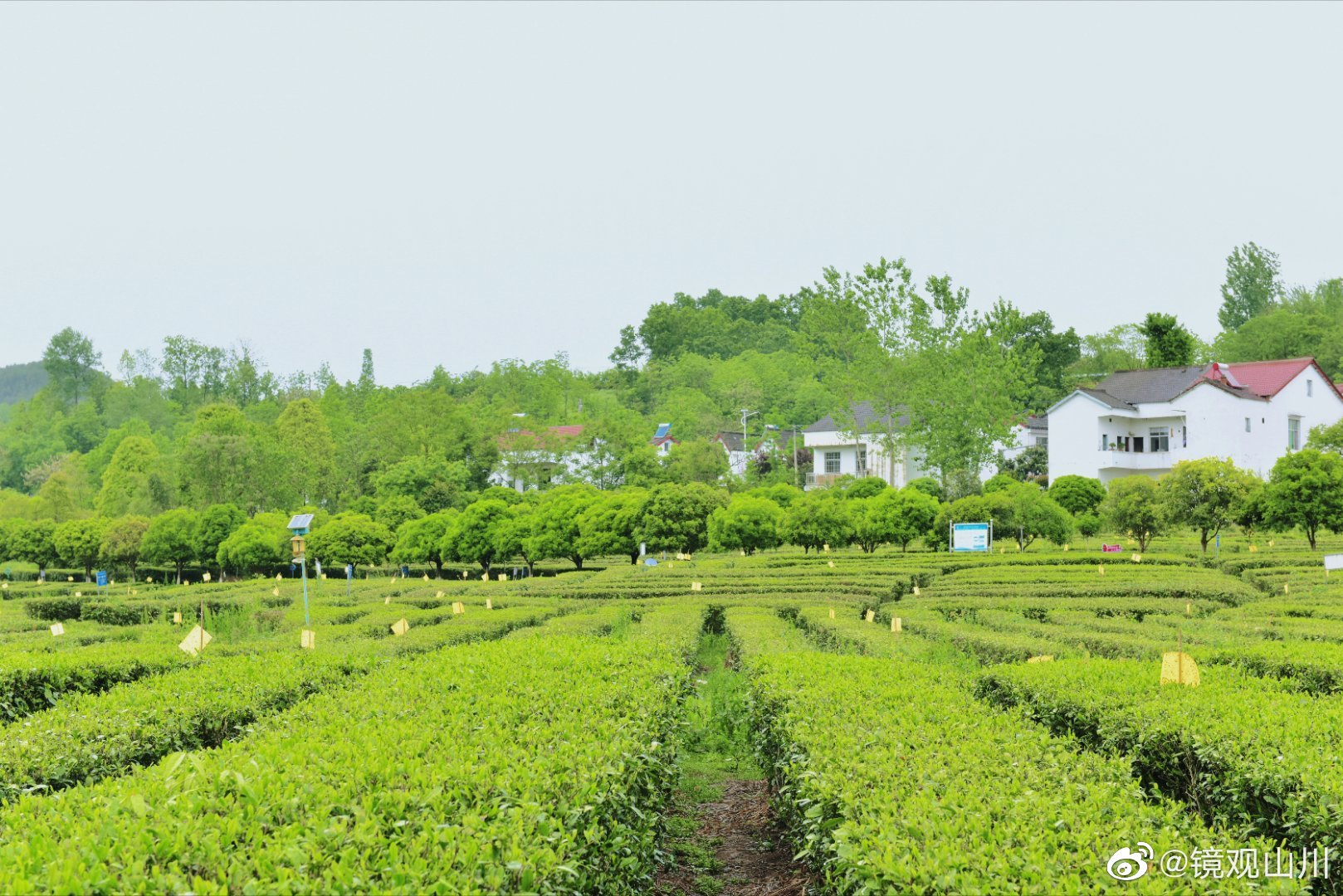 西乡县著名的茶园有哪些,西乡是中国最美茶园吗