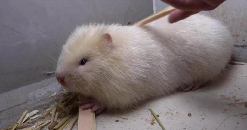 人类真的能杂交吗,人类动物能混血吗