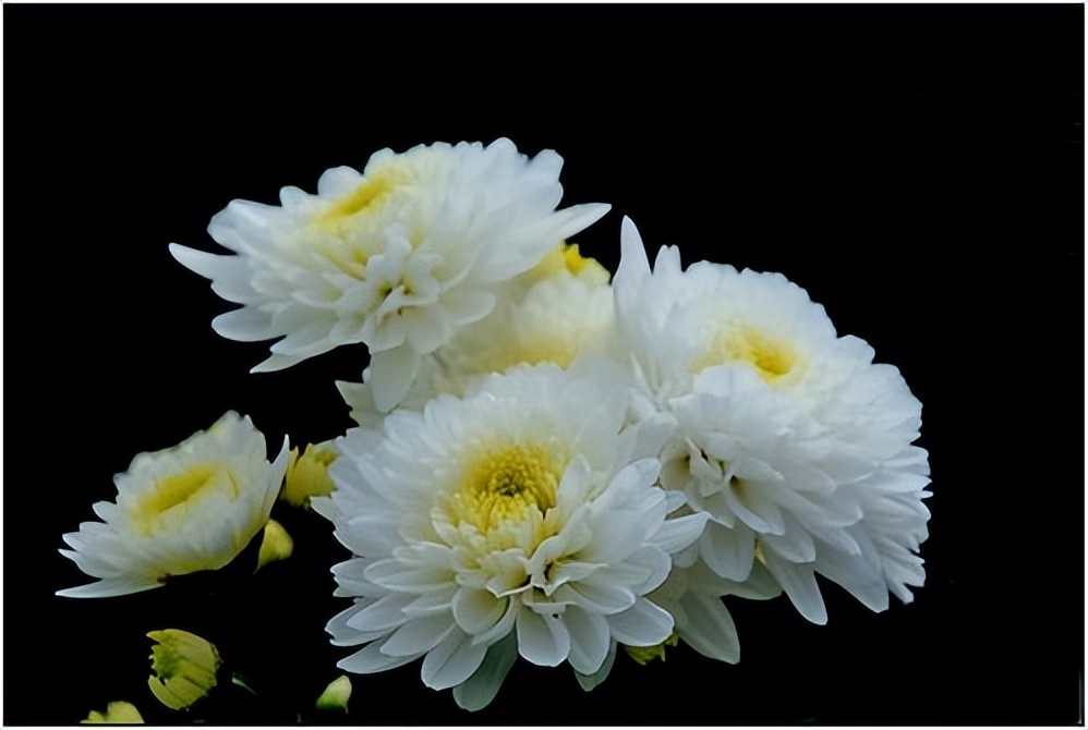 哪几种菊花茶的口感比较棒,有没有好一点的菊花茶推荐