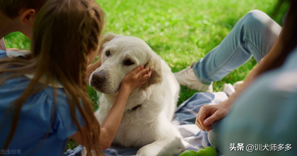 如何正确地与狗狗玩玩具,2个月大的狗狗玩什么玩具