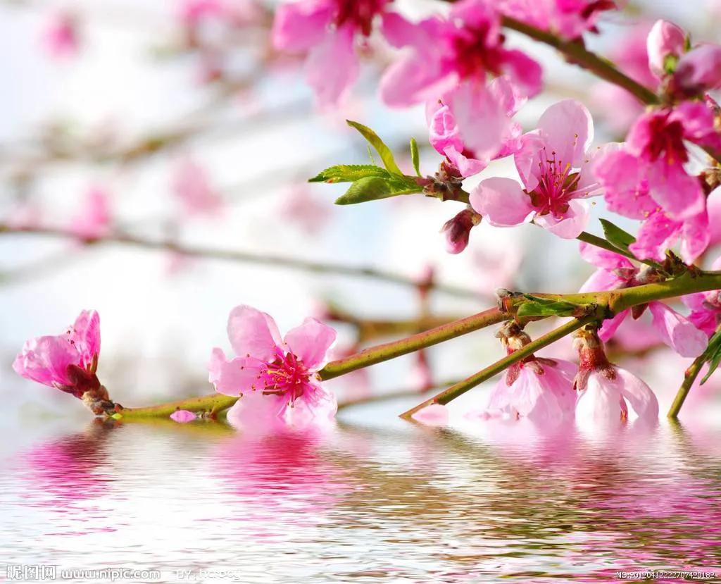 春风满园鸟语花香的七绝诗,春韵绝句经典诗句