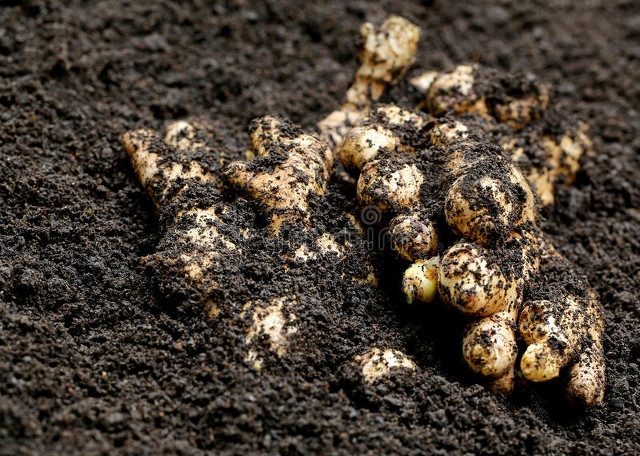 农管局不让种生姜后续,农业农村部关于种植水稻