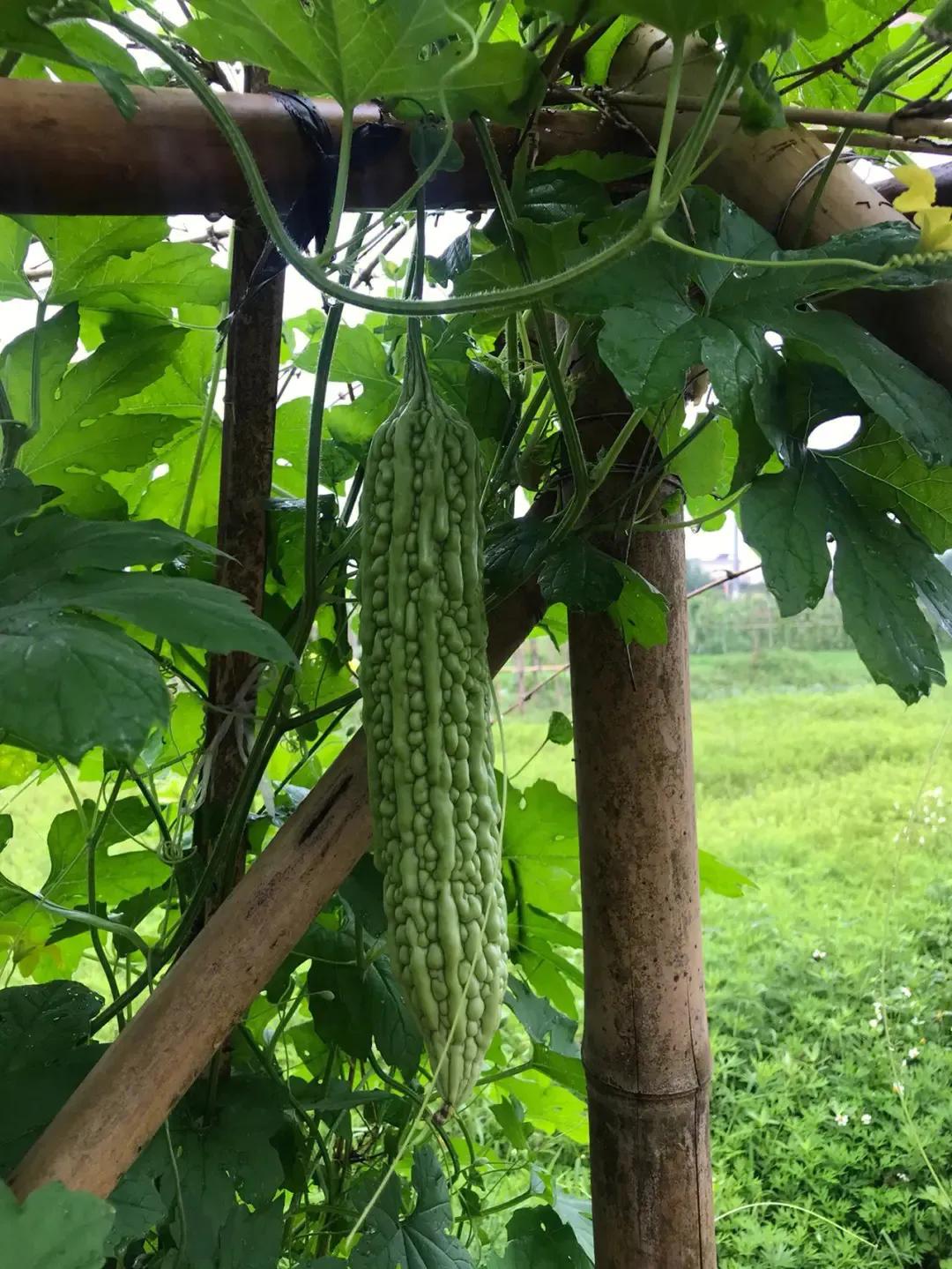 农家蔬菜苦瓜,生鲜蔬菜苦瓜