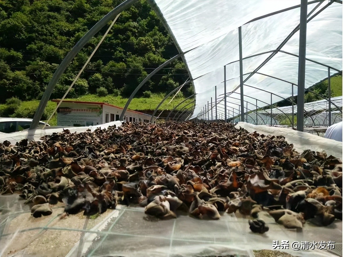 种植黑木耳带领乡村致富,种植黄背木耳壮大村集体经济